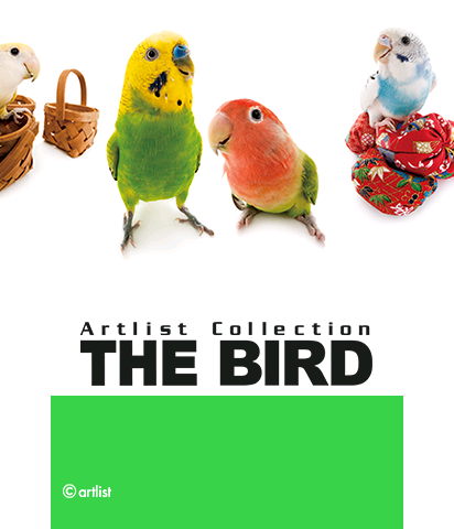 The Theme Preview Image.